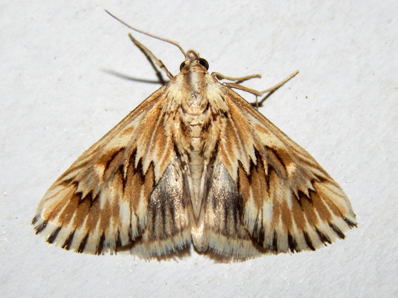 Bella falena da determinare - Cynaeda dentalis